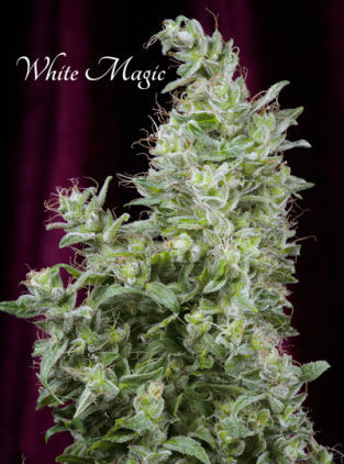 Mandala seeds White Magic female Mandala seeds White Magic female