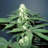 Nirvana Seeds Northern Light female Seeds  