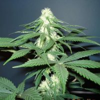Nirvana Seeds Master Kush female Seeds  