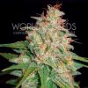 World of Seeds Northern Light x Big Bud AUTO female Seeds World of Seeds Northern Light x Big Bud AUTO female Seeds