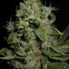 Seedsman Nemesis female Seeds  