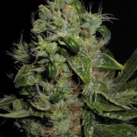 Seedsman Mazari female Seeds  