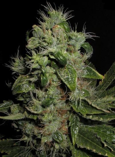 Seedsman Mazari female Seeds Seedsman Mazari female Seeds