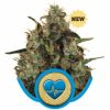 Royal Queen Seeds Euphoria female Seeds Royal Queen Seeds Euphoria female Seeds