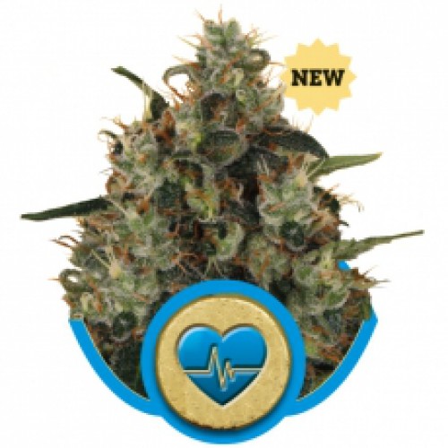Royal Queen Seeds Medical Mass female Seeds Royal Queen Seeds Medical Mass female Seeds