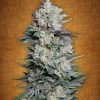 Fast Buds Northern Express female seeds Fast Buds Northern Express female seeds