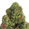 Heavyweight Seeds Money Bush female Seeds Heavyweight Seeds Money Bush female Seeds