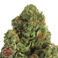 Heavyweight Seeds Midnight Mass female Seeds  