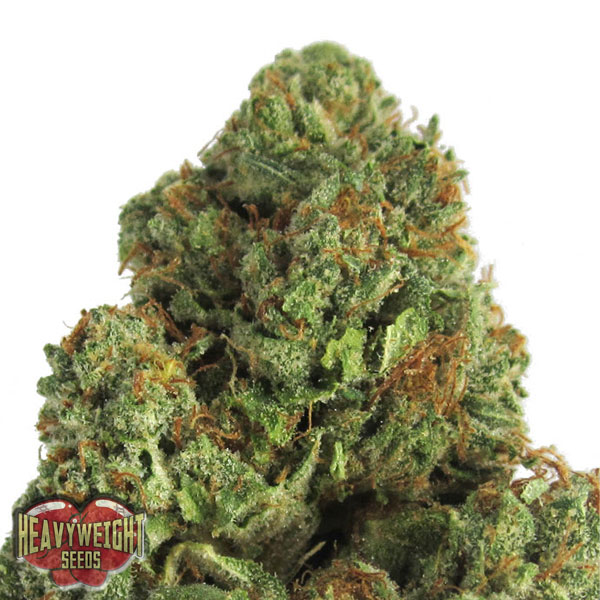 Heavyweight Seeds Midnight Mass female Seeds Heavyweight Seeds Midnight Mass female Seeds