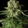 Dinafem Moby Dick Automatic female Seeds Dinafem Moby Dick Automatic female Seeds