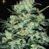 Greenhouse Seed Co. Lemon Skunk female Seeds Greenhouse Seed Co. Lemon Skunk female Seeds