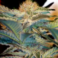 Sweet Seeds Mohan Ram Auto female Seeds  
