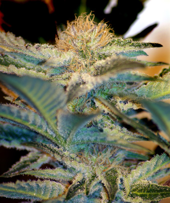 Sweet Seeds Mohan Ram Auto female Seeds Sweet Seeds Mohan Ram Auto female Seeds
