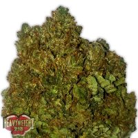 Heavyweight Seeds Money Bush female Seeds  
