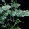 Serious Seeds Serious 6 female seeds Serious Seeds Serious 6 female seeds