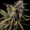 Seedsman Mazari female Seeds Seedsman Mazari female Seeds