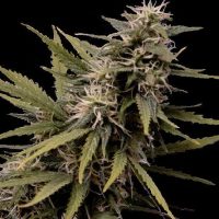 Seedsman Nemesis female Seeds  