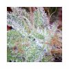 Nirvana Seeds Jock Horror female Seeds  