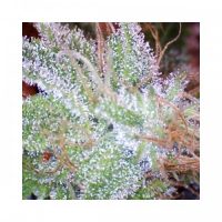 Nirvana Seeds Ice female Seeds  