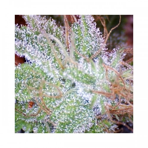 Nirvana Seeds Ice female Seeds Nirvana Seeds Ice female Seeds