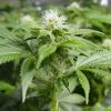 Nirvana Seeds White Rhino female Seeds Nirvana Seeds White Rhino female Seeds