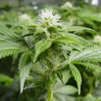 Nirvana Seeds White Widow female Seeds  