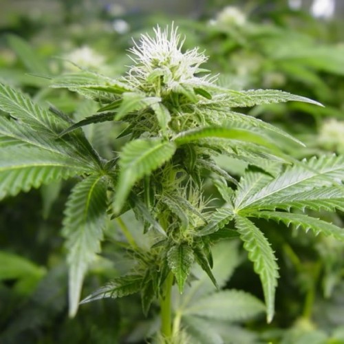 Nirvana Seeds White Widow female Seeds Nirvana Seeds White Widow female Seeds