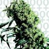 Sensi Seeds Mixed female Seeds Sensi Seeds Mixed female Seeds