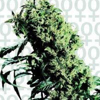 Sensi Seeds NL#5 x Haze female Seeds  