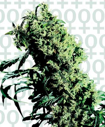 Sensi Seeds NL#5 x Haze female Seeds Sensi Seeds NL#5 x Haze female Seeds