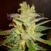 World of Seeds Northern Light x Big Bud AUTO female Seeds World of Seeds Northern Light x Big Bud AUTO female Seeds