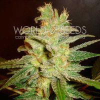 World of Seeds Northern Light x Big Bud female Seeds  