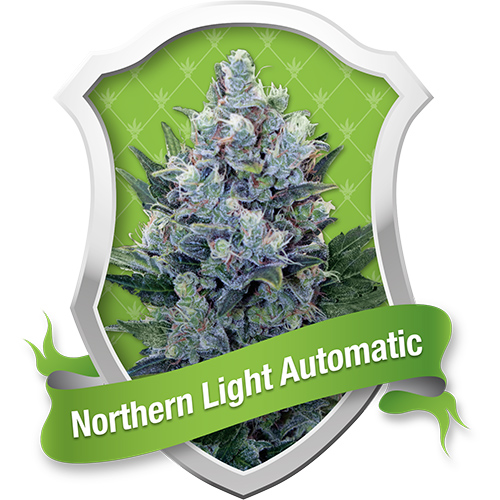 Royal Queen Seeds Northern Light Automatic female Seeds Royal Queen Seeds Northern Light Automatic female Seeds