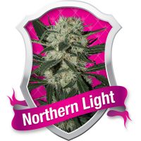 Royal Queen Seeds Northern Light female Seeds  