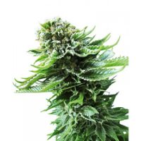 Sensi Seeds Northern Lights AUTO female Seeds  