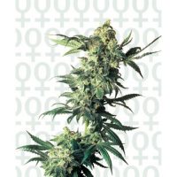 Sensi Seeds Northern Lights female Seeds  