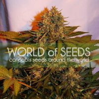 World of Seeds Northern Light x Big Bud AUTO female Seeds  