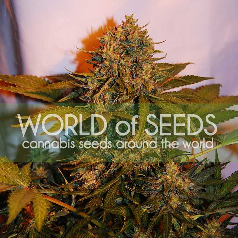 World of Seeds Northern Light x Big Bud AUTO female Seeds World of Seeds Northern Light x Big Bud AUTO female Seeds