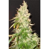 Seedsman Northern Soul female Seeds  
