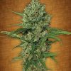 Fast Buds Pineapple Express female seeds Fast Buds Pineapple Express female seeds