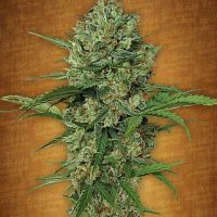 Fast Buds Northern Express female seeds  
