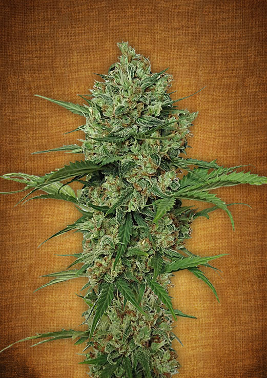 Fast Buds Northern Express female seeds Fast Buds Northern Express female seeds