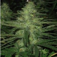 Nirvana Seeds Northern Light female Seeds  