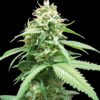 World of Seeds Northern Light x Big Bud female Seeds World of Seeds Northern Light x Big Bud female Seeds