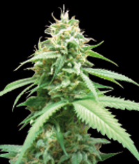 World of Seeds Obsession female Seeds World of Seeds Obsession female Seeds