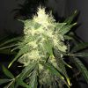 Nirvana Seeds Northern Light female Seeds  