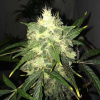 Nirvana Seeds OG Kush AUTO female Seeds  