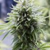 Dinafem Moby Dick XXL Autoflowering female Seeds Dinafem Moby Dick XXL Autoflowering female Seeds