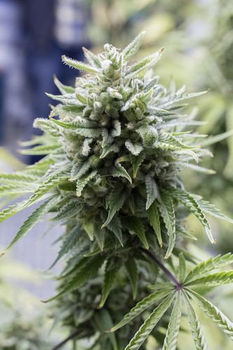 Dinafem OG Kush Auto female Seeds Dinafem OG Kush Auto female Seeds