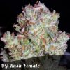 Bulk Seeds Northern Lights female seeds Bulk Seeds Northern Lights female seeds